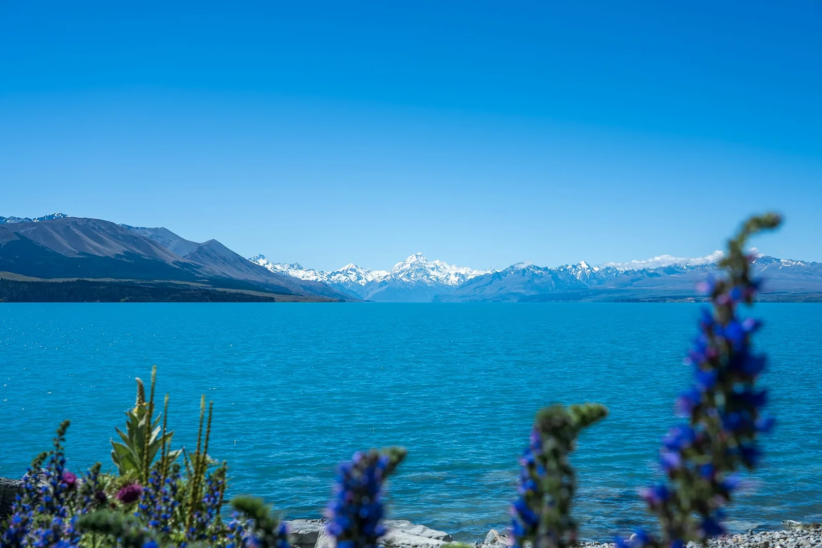 The blue water of Lake Pukaki with mountains and flowers in New Zealand
